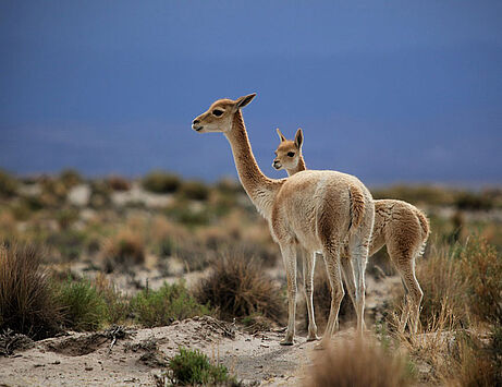 Chile Foto Lama