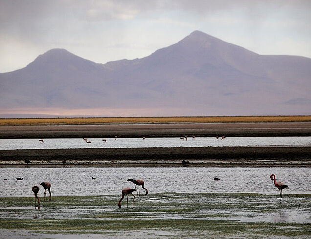 Chile See mit Flamingos