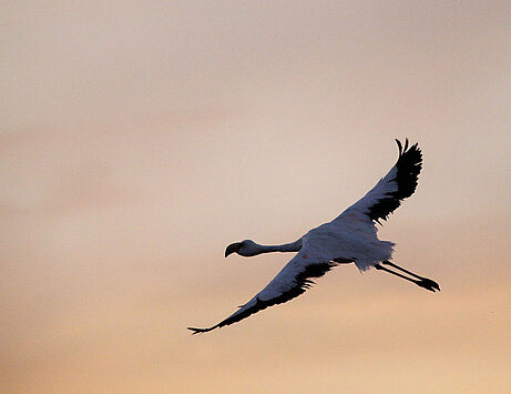 Chile flying Flamingo