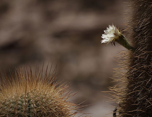 Chile Kaktus mit Blüte - Nahaufnahme